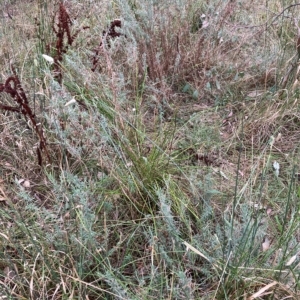 Epilobium billardiereanum subsp. cinereum at Hughes, ACT - 14 Feb 2023 10:12 AM