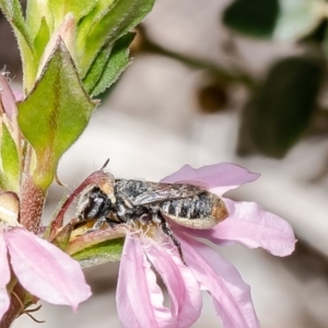 Megachile apicata at Acton, ACT - 15 Feb 2022