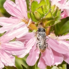 Megachile apicata at Acton, ACT - 15 Feb 2022