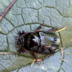 Dasygnathus sp. (Rhinoceros beetle) at Lyneham, ACT - 15 Feb 2023 by HelenWay