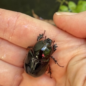 Dasygnathus sp. (genus) at Lyneham, ACT - suppressed