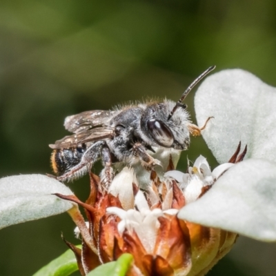 Megachile ferox (Resin bee) at Acton, ACT - 14 Feb 2022 by Roger