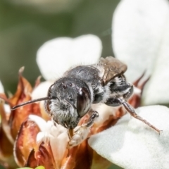 Megachile ferox at Acton, ACT - 15 Feb 2022 10:37 AM