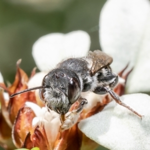 Megachile ferox at Acton, ACT - 15 Feb 2022