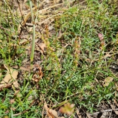 Haloragis heterophylla (Variable Raspwort) at Isaacs Ridge and Nearby - 15 Feb 2023 by Mike