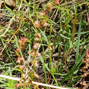 Haloragis heterophylla at Jerrabomberra, ACT - 15 Feb 2023 02:15 PM