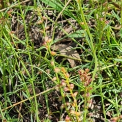 Haloragis heterophylla at Jerrabomberra, ACT - 15 Feb 2023 02:15 PM