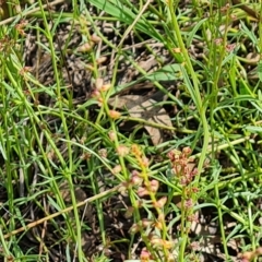 Haloragis heterophylla at Jerrabomberra, ACT - 15 Feb 2023