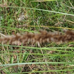 Carex appressa (Tall Sedge) at Jerrabomberra, ACT - 15 Feb 2023 by Mike