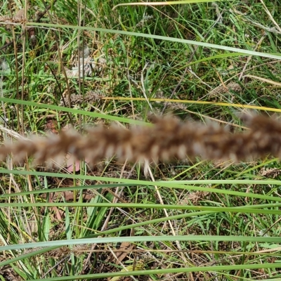 Carex appressa (Tall Sedge) at Isaacs Ridge - 15 Feb 2023 by Mike