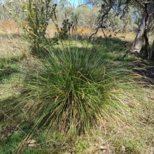 Carex appressa at Jerrabomberra, ACT - 15 Feb 2023