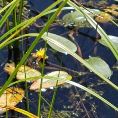 Ottelia ovalifolia (Swamp Lily) at Wanniassa Hill - 15 Feb 2023 by Mike