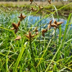 Bolboschoenus sp. (A Rush/Sedge) at Jerrabomberra, ACT - 15 Feb 2023 by Mike