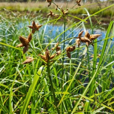 Bolboschoenus (genus) (A Rush/Sedge) at Jerrabomberra, ACT - 15 Feb 2023 by Mike