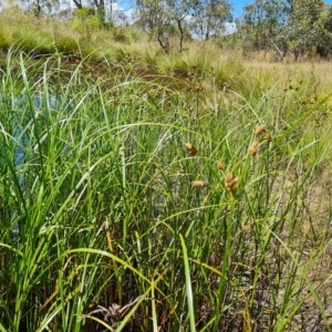 Bolboschoenus sp. at Jerrabomberra, ACT - 15 Feb 2023 12:24 PM