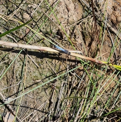 Orthetrum caledonicum (Blue Skimmer) at Wanniassa Hill - 15 Feb 2023 by Mike