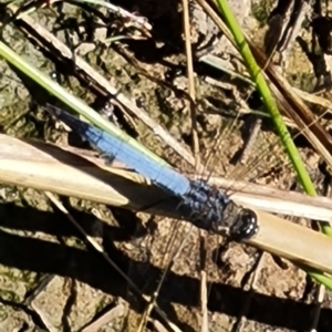 Orthetrum caledonicum at Jerrabomberra, ACT - 15 Feb 2023