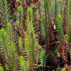 Myriophyllum crispatum (Water Millfoil) at Wanniassa Hill - 15 Feb 2023 by Mike