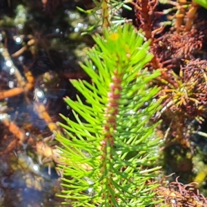 Myriophyllum crispatum at Jerrabomberra, ACT - 15 Feb 2023