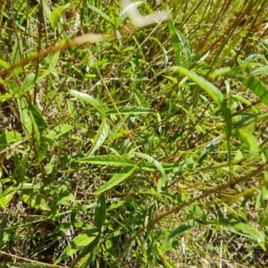 Cullen microcephalum at Jerrabomberra, ACT - 15 Feb 2023