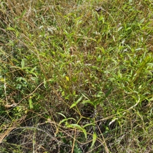 Cullen microcephalum at Jerrabomberra, ACT - 15 Feb 2023