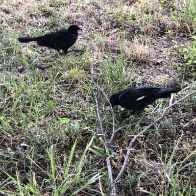 Corcorax melanorhamphos (White-winged Chough) at Pearce, ACT - 14 Feb 2023 by JohnGiacon