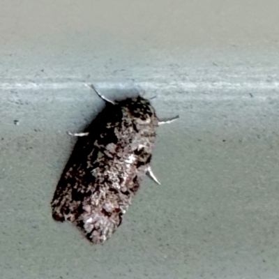 Philobota philostaura (A Concealer moth (Philobota group)) at Aranda, ACT - 12 Feb 2023 by KMcCue