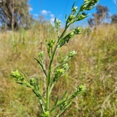 Erigeron sumatrensis (Tall Fleabane) at Isaacs Ridge - 15 Feb 2023 by Mike