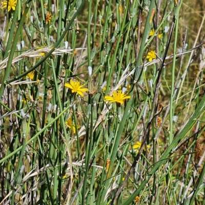 Chondrilla juncea (Skeleton Weed) at Isaacs Ridge and Nearby - 15 Feb 2023 by Mike