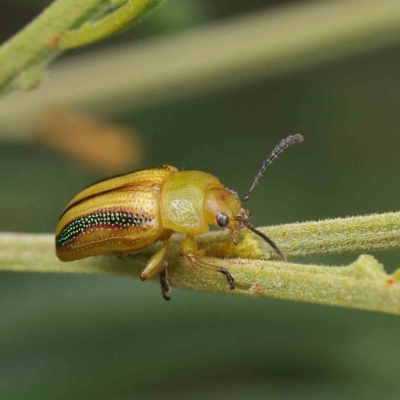 Calomela juncta (Leaf beetle) at O'Connor, ACT - 14 Feb 2023 by ConBoekel