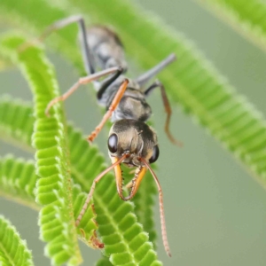 Myrmecia sp., pilosula-group at O'Connor, ACT - 14 Feb 2023