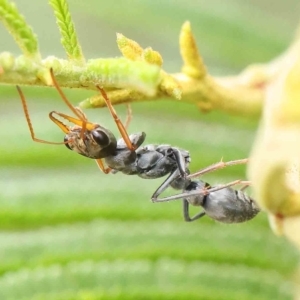 Myrmecia sp., pilosula-group at O'Connor, ACT - 14 Feb 2023