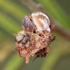 Unidentified Scale insect or Mealybug (Hemiptera, Coccoidea) at O'Connor, ACT - 14 Feb 2023 by ConBoekel