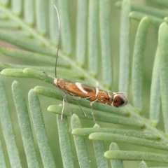 Polysoma eumetalla (Lizard Moth/ Wattle Gall Miner) at O'Connor, ACT - 14 Feb 2023 by ConBoekel