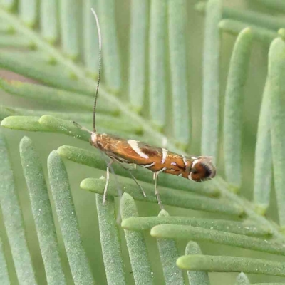 Polysoma eumetalla (Lizard Moth/ Wattle Gall Miner) at O'Connor, ACT - 14 Feb 2023 by ConBoekel