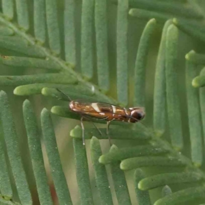 Polysoma eumetalla at O'Connor, ACT - 14 Feb 2023