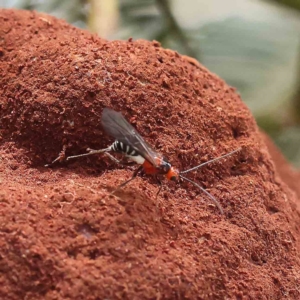 Braconidae (family) at O'Connor, ACT - 14 Feb 2023