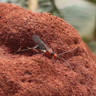 Braconidae (family) (Unidentified braconid wasp) at O'Connor, ACT - 14 Feb 2023 by ConBoekel