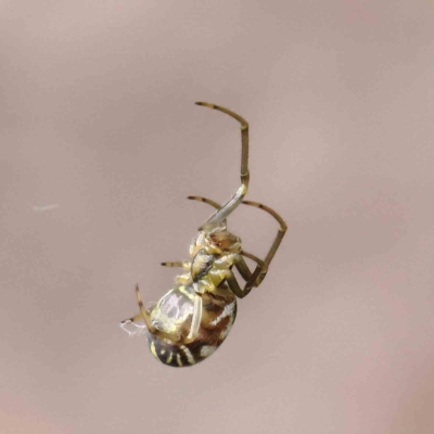 Phonognatha graeffei (Leaf Curling Spider) at O'Connor, ACT - 14 Feb 2023 by ConBoekel