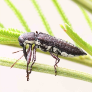 Rhinotia sp. (genus) at O'Connor, ACT - 14 Feb 2023