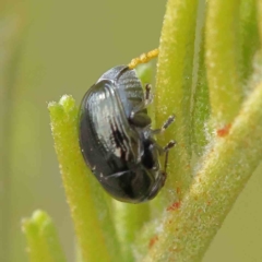 Ditropidus sp. (genus) (Leaf beetle) at O'Connor, ACT - 14 Feb 2023 by ConBoekel