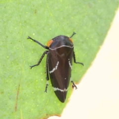 Eurymeloides bicincta (Gumtree hopper) at O'Connor, ACT - 15 Jan 2023 by ConBoekel