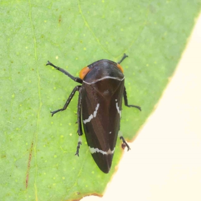 Eurymeloides bicincta (Gumtree hopper) at Dryandra St Woodland - 15 Jan 2023 by ConBoekel