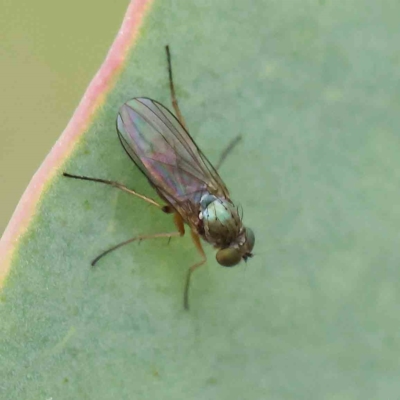Hydrellia sp. (genus) (Lawn or Pasture Fly) at O'Connor, ACT - 15 Jan 2023 by ConBoekel