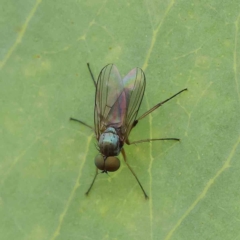 Hydrellia sp. (genus) at O'Connor, ACT - 15 Jan 2023