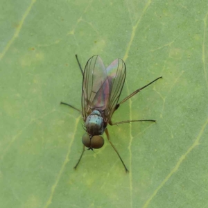 Hydrellia sp. (genus) at O'Connor, ACT - 15 Jan 2023