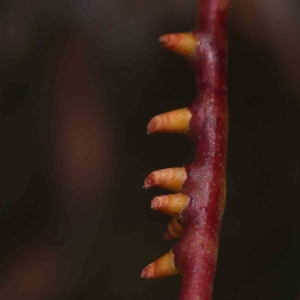 Eucalyptus insect gall at O'Connor, ACT - 15 Jan 2023