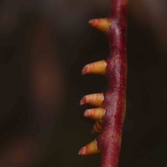 Eucalyptus insect gall at Dryandra St Woodland - 15 Jan 2023 by ConBoekel