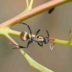 Polyrhachis ammon at O'Connor, ACT - 13 Jan 2023 09:13 AM