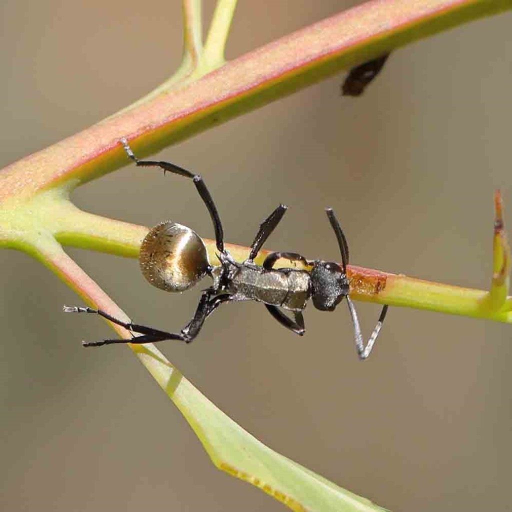 Polyrhachis ammon at O'Connor, ACT - 13 Jan 2023